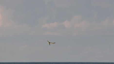 a gull-like seabird rapidly dives from the sky into coastal waters, creating a splash as it hunts for fish. natural daylight, wide shot, steady camera