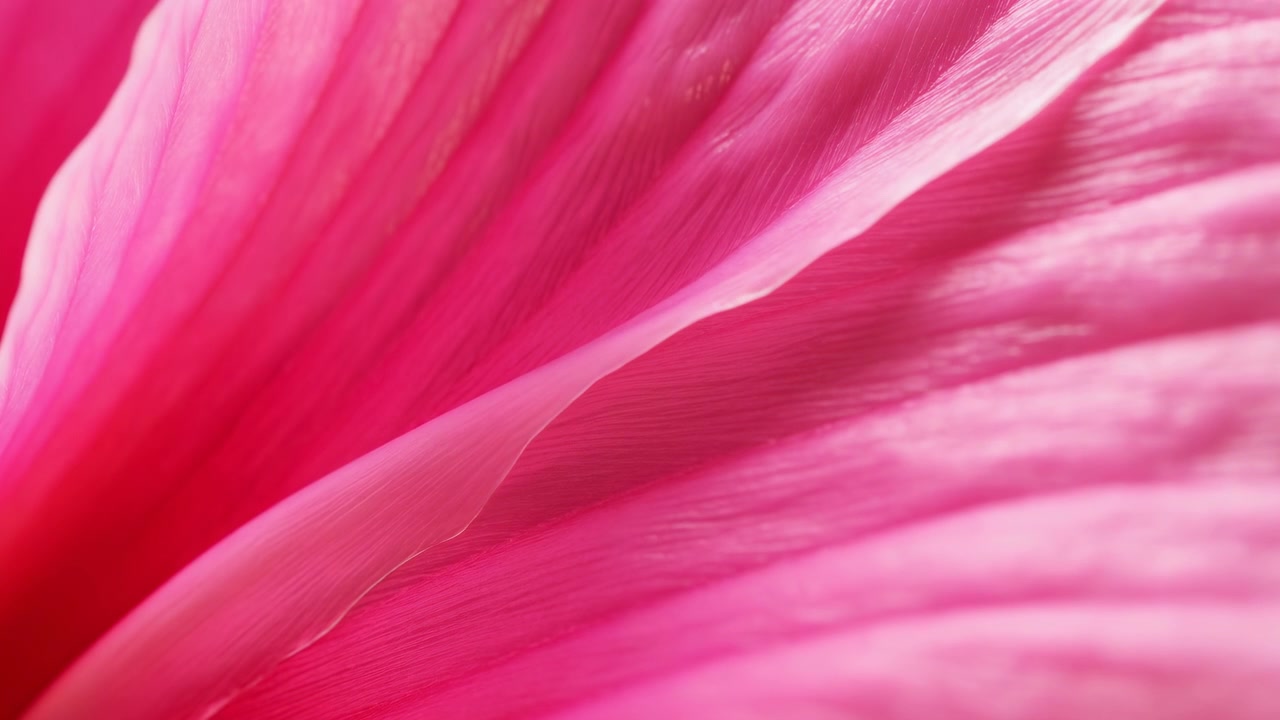 Vista macro ravvicinata di petali di fiori rosa con messa a fuoco che si sposta lentamente, portando le creste stratificate in breve chiarezza mentre il primo piano e lo sfondo rimangono leggermente sfocati, creando una delicata texture floreale.