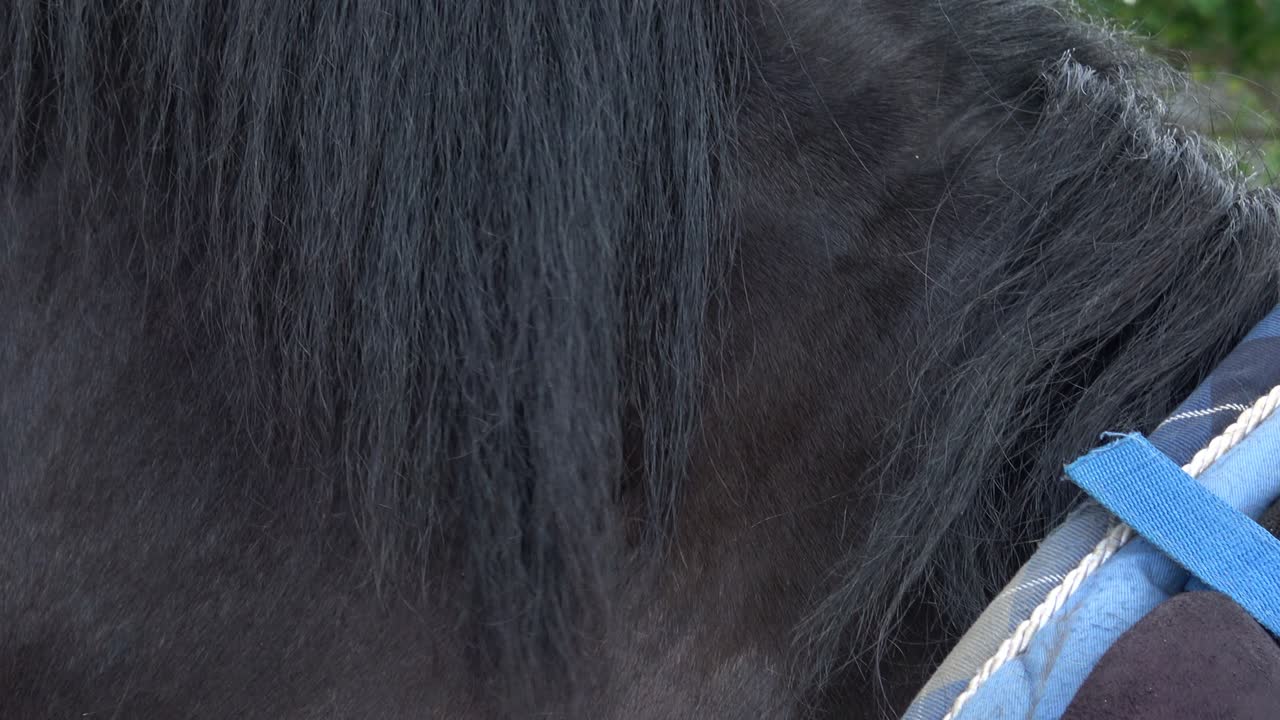 la mujer acaricia la melena del caballo.