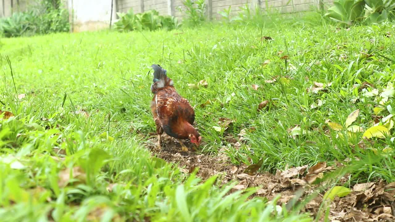 pollo marrón salvaje pastando en un campo de hierba alta y buscando comida en la naturaleza - toma de pista de cerca