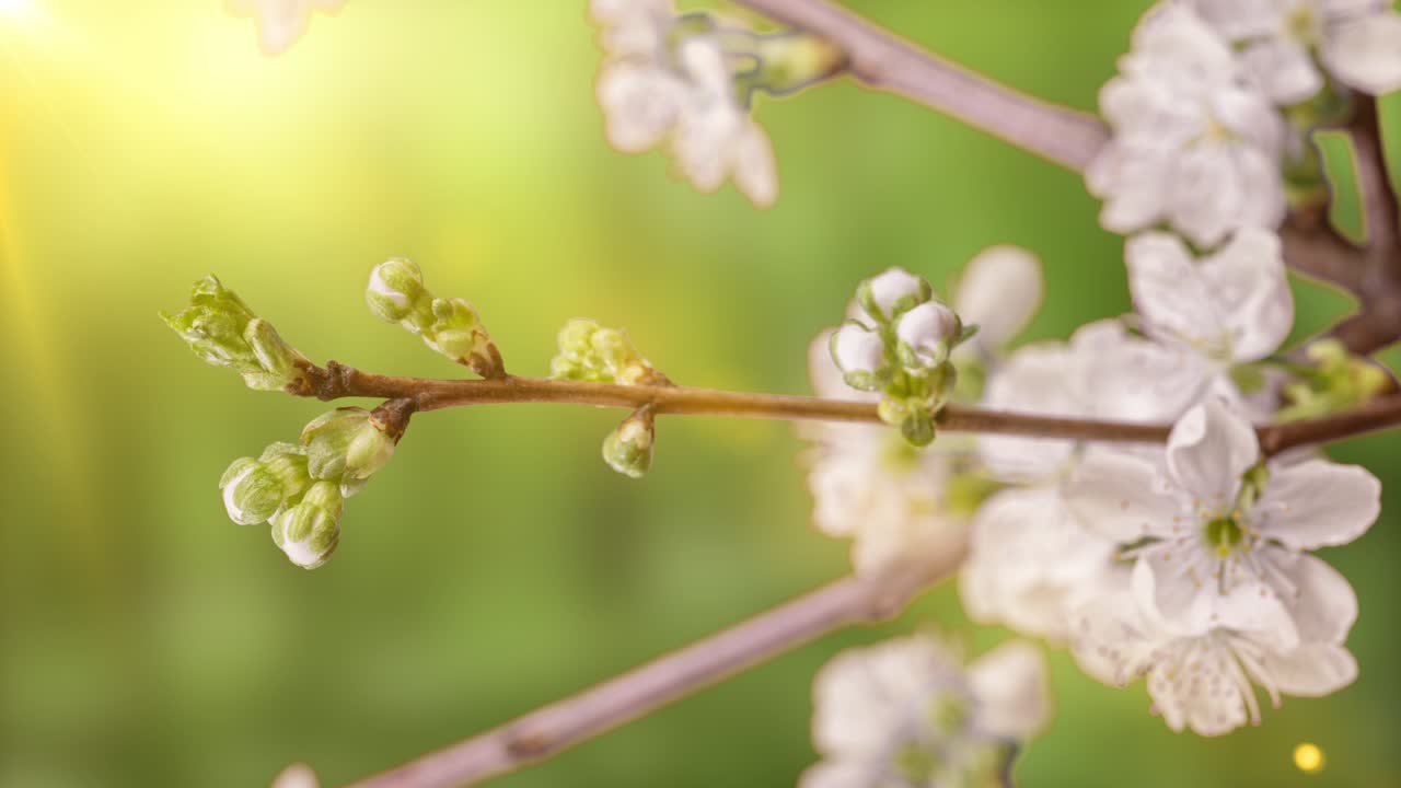 Spring flowers opening. Beautiful Spring Cherry tree blossom open timelapse, extreme close up. Time lapse of Easter fresh pink blossoming Cherry closeup. Blooming backdrop on the background of green forest, 4K, video