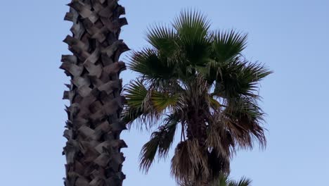 View-on-a-large-bright-moon-through-the-foliage-of-a-palm-tree-at-night