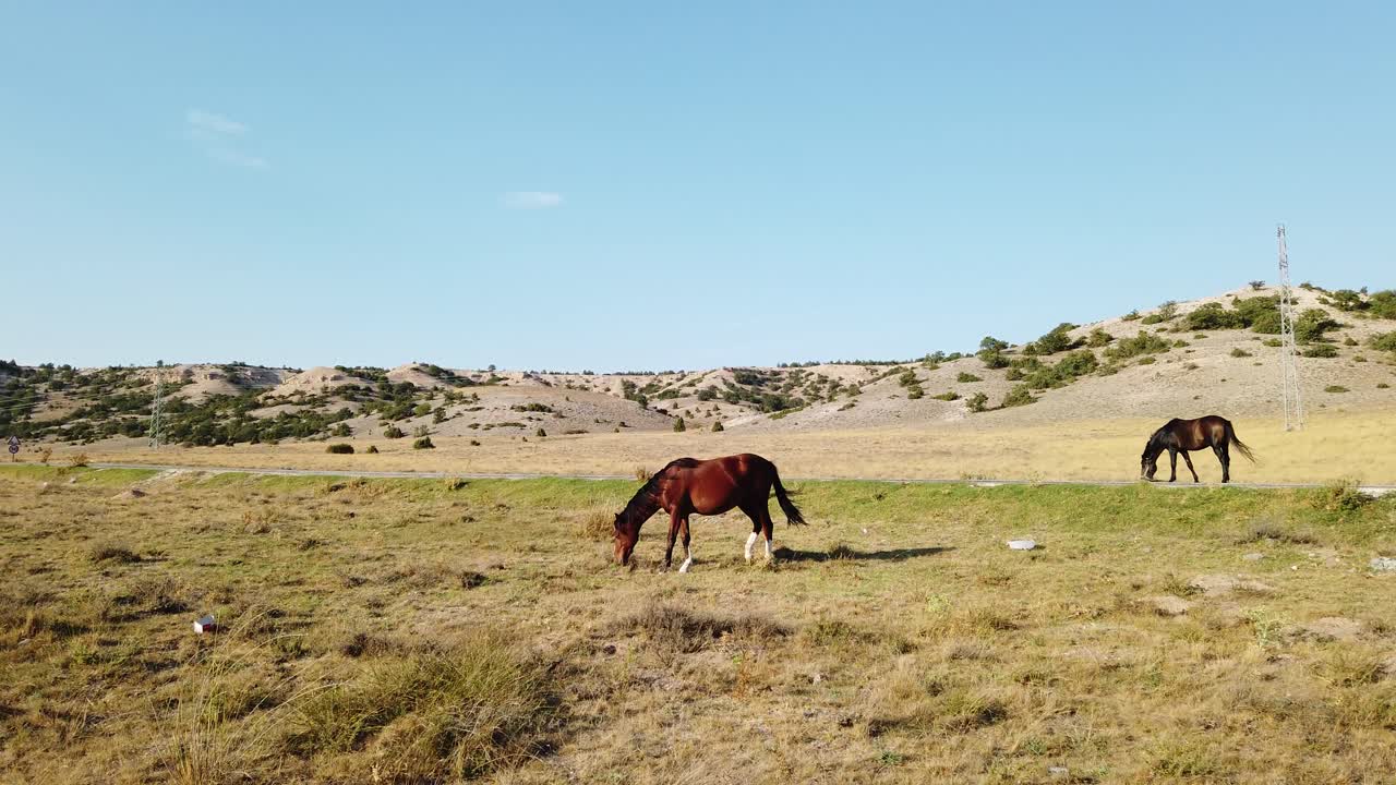 dos caballos marrones pastando en el campo
