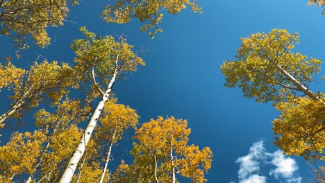 aspen trees changing colors in the fall