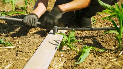 Landwirt-Installiert-Ein-Tropfsystem-In-Einem-Maisfeld