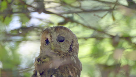 close up shot of tawny owl perched on branch in tree and looking at camera - black eyes with brown feathers