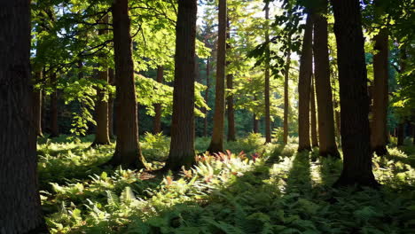 sunlit forest path with ferns