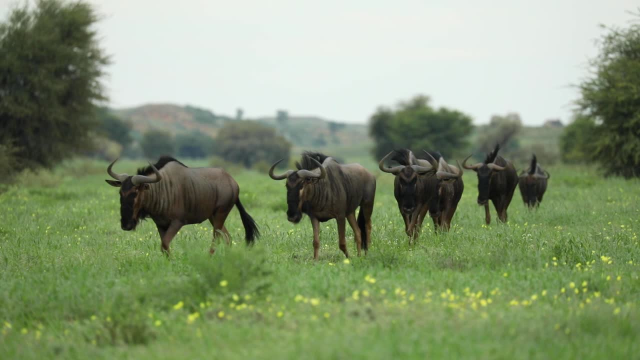 Wide shot of a small herd of Blue Wildebeest walking towards the camera before turning and walking out the frame, Kgalagadi Transfrontier Park