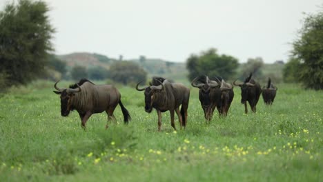 Wide-shot-of-a-small-herd-of-Blue-Wildebeest-walking-towards-the-camera-before-turning-and-walking-out-the-frame,-Kgalagadi-Transfrontier-Park