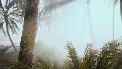 coconut palms in deep morning fog