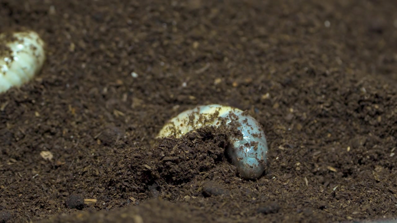 Larva di scarabeo rinoceronte che si contorce nel terriccio di compost scuro e umido in un primo piano macro estremo.