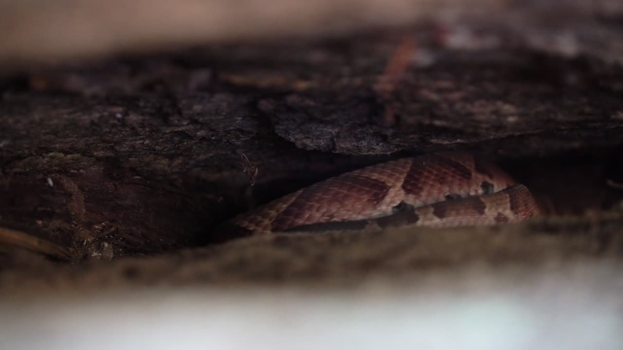 una serpiente cabeza de cobre se arrastra y se desliza debajo de una roca para esconderse y refugiarse