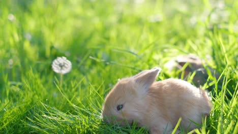 beautiful video of two young rabbits grazing in the middle of a green meadow