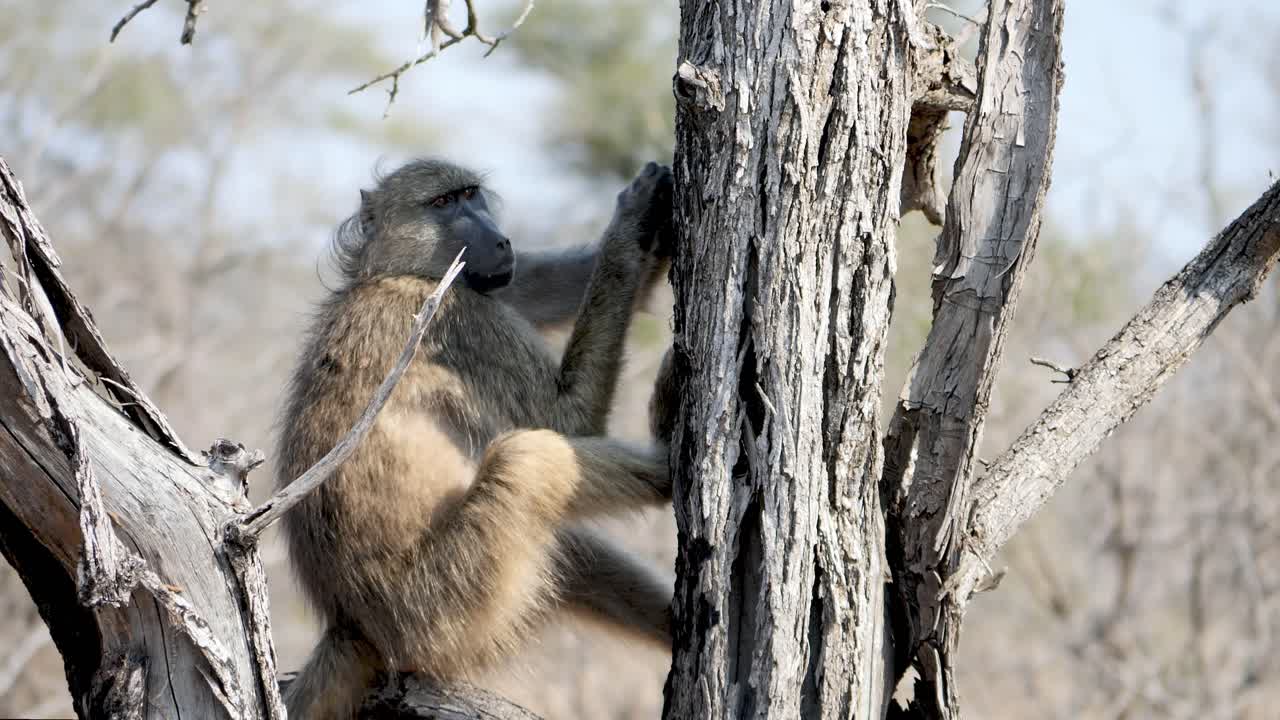 babuino en un árbol se rasca el brazo y mira a su alrededor, en cámara lenta
