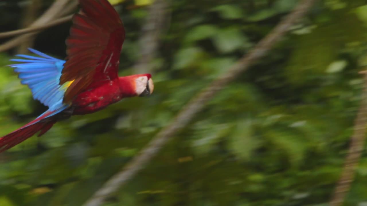 Brilliant Closeup of Scarlet Macaw soaring in mesmerizing slow motion above Peru’s tropical jungle.