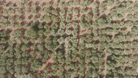 Imágenes-Aéreas-Que-Descienden-Lentamente-De-Un-Bosque-De-Olivos-En-Una-Granja-En-Puglia,-Italia.