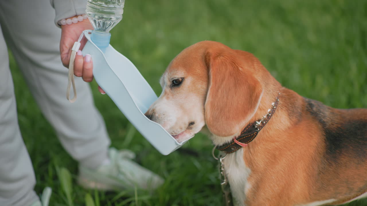 Bull dog drinking water from portable pet water bottle outdoors on green grass during walk, refreshing and staying hydrated on summer day, closeup showing pet care, outdoor activity, friendship