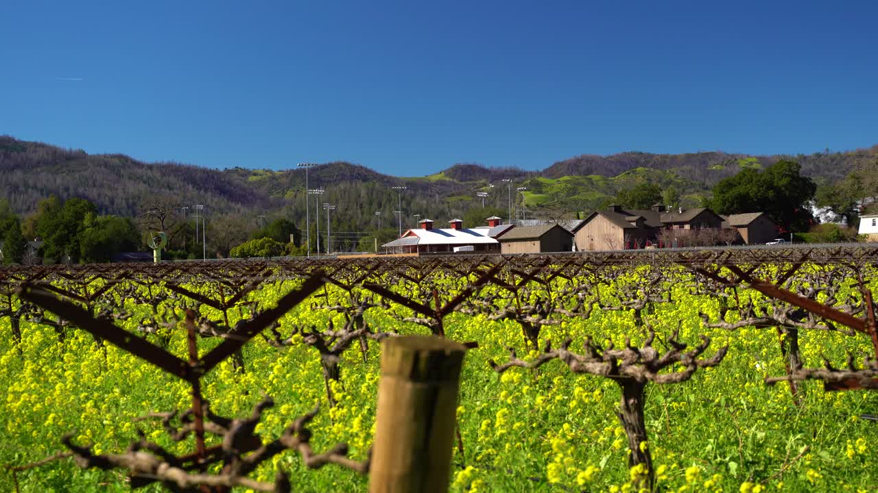 Calm light winded day in a vineyard with many colorful yellow mustard flowers in The Napa Valley