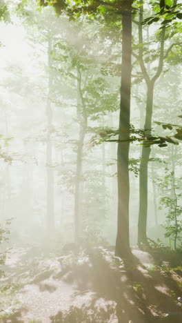 sunlight shining through a foggy forest