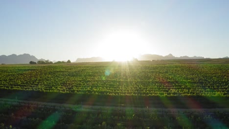 Amanecer-Sobre-Viñedos-Verdes,-Drone-Aéreo-Volando-Bajo,-Fondo-De-Montañas,-Stellenbosch-Sudáfrica