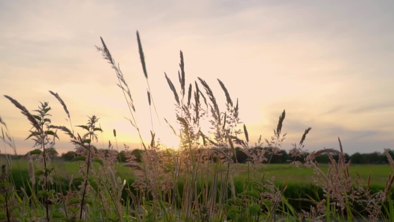 잔디 위 에 해가 지는 것
