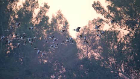 Ganso-Común-Volando-Al-Atardecer