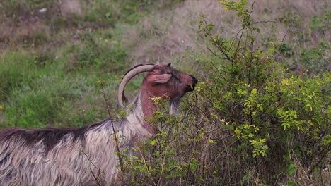 goat eating a plant in nature