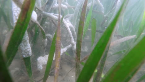 traveling through gulf bay grasses underwater