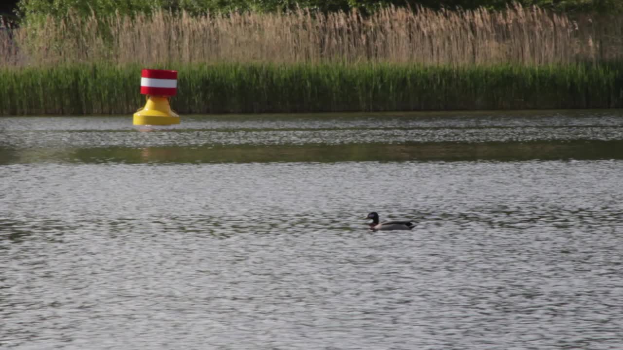 Duck on a floating river
