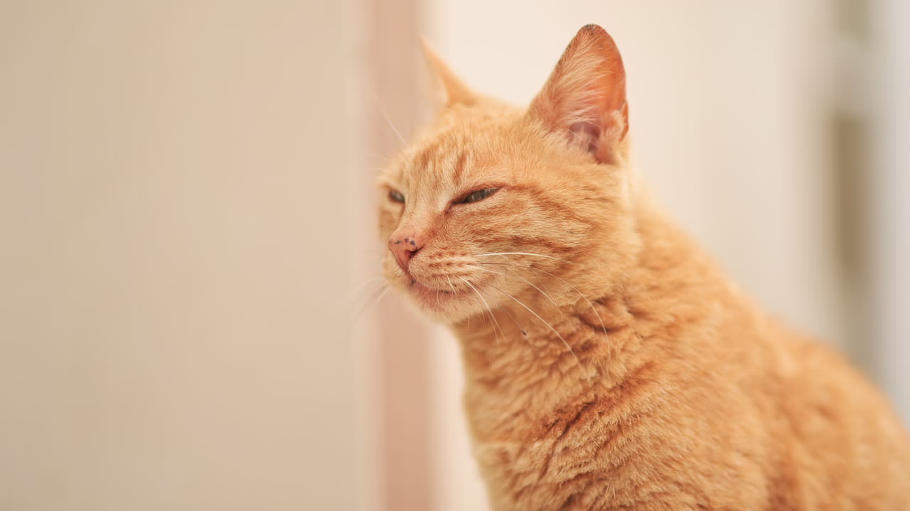 Close up of an orange cat looking upward with curiosity