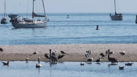 barras de arena y aves acuáticas en santa bárbara, california con yates en el fondo