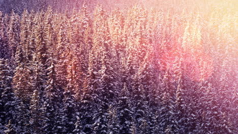 animation of winter scenery landscape with light spots and fir trees covered in snow