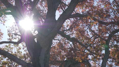 Otoño-Hojas-árbol-Grande-Sol-Luz-Ventoso-Cámara-Lenta