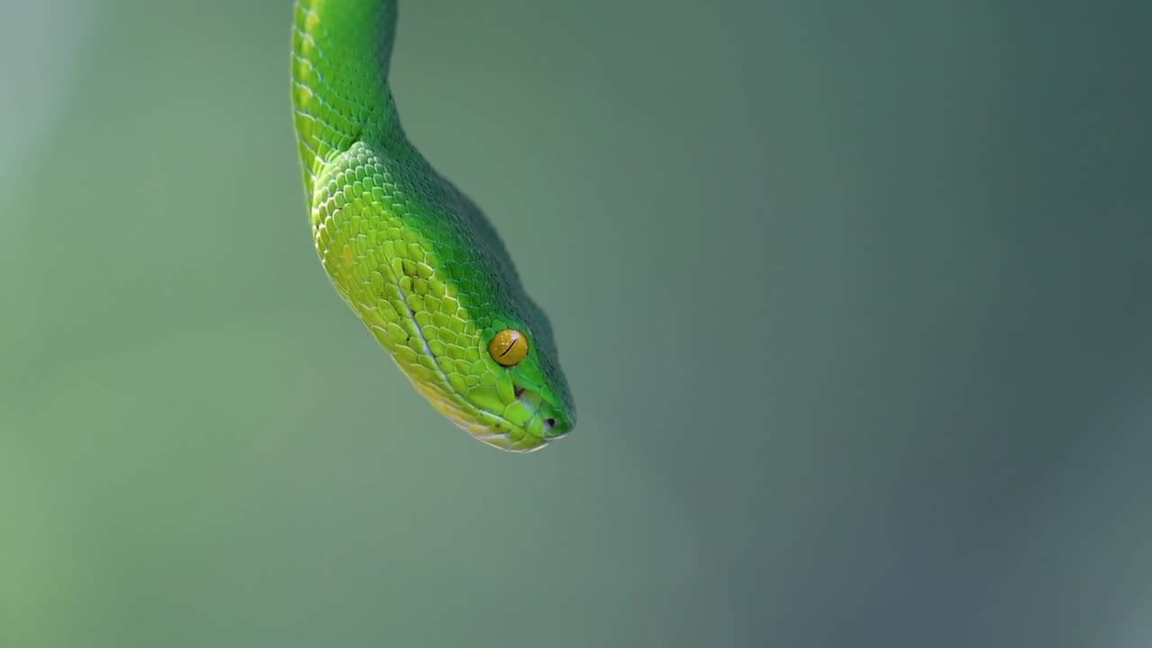 белощекая питвипер - ядовитая питвипер, эндемик юго-восточной азии, часто встречается ночью, поджидая на ветке или сучьях дерева вблизи водоема с большим количеством пищи.