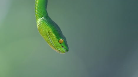 La-Víbora-De-Labios-Blancos-Es-Una-Víbora-Venenosa-Endémica-Del-Sudeste-Asiático-Y-A-Menudo-Se-Encuentra-Durante-La-Noche-Esperando-En-Una-Rama-O-Rama-De-Un-árbol-Cerca-De-Un-Cuerpo-De-Agua-Con-Muchos-Alimentos