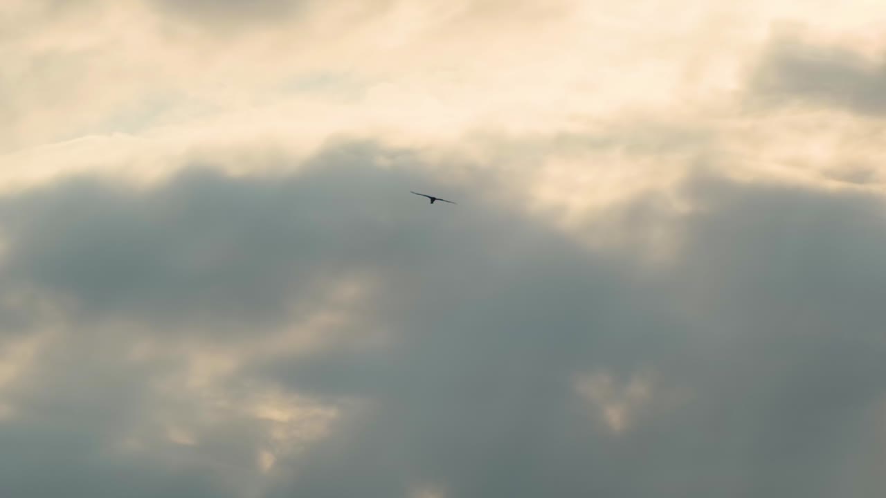 극적인 해가 뜨는 하늘에서 높이 날아다니는 포식자 새의 실루 ⁇