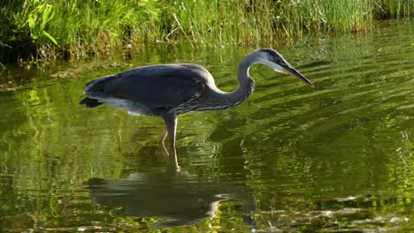 a blue heron at sunset is fishing for dinner