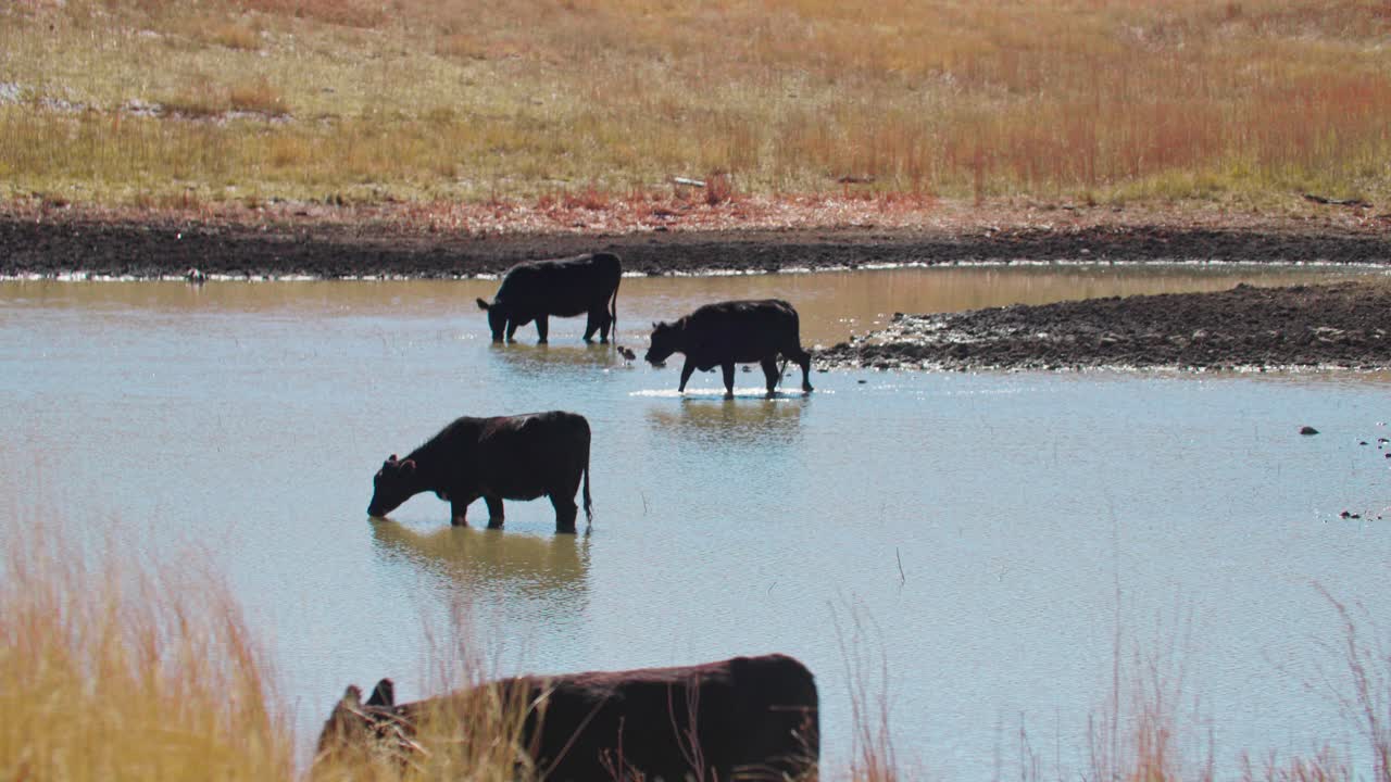 저수지 에서  ⁇ 고 있는 소 들 의 풍경, 물 에서  ⁇ 고 있는 소 들 의 무리