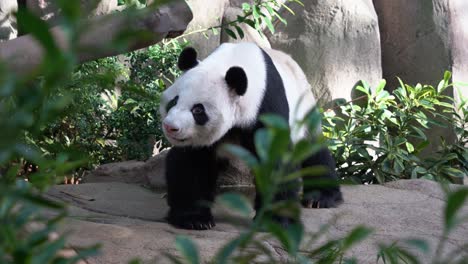 panda gigante despierto y activo, ailuropoda melanoleuca, preguntándose y mirando alrededor de su entorno, sacando la lengua, primer plano de movimiento manual