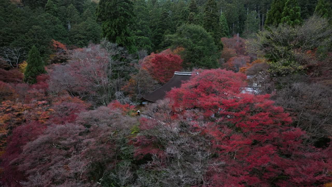 Drone Fly Takao Wooded valley with temples north of Kyoto, autumnal tree colors