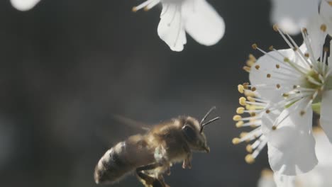 Cerrar-Miel-De-Abeja-Volando-Alrededor-De-Endrino-Blanco-Flor-De-Cerezo-Super-Cámara-Lenta