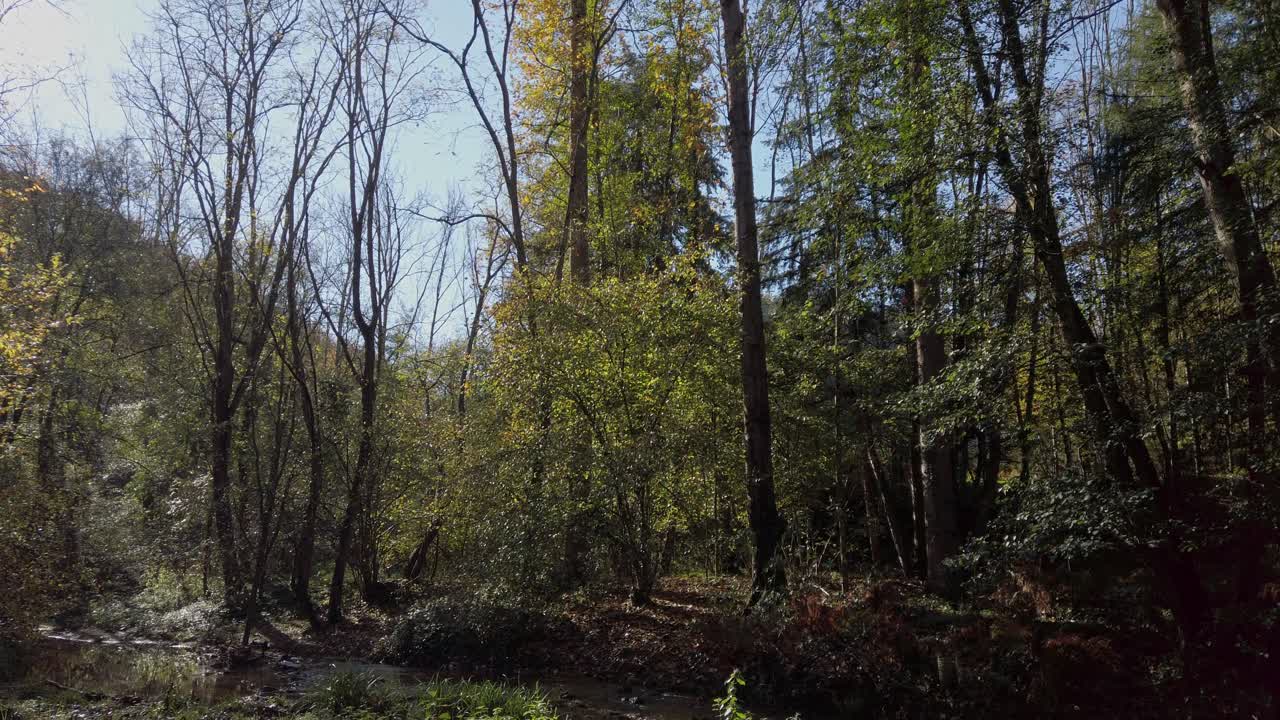 Warm sunlight filtering through golden hued tree branches, revealing peaceful creek meandering across mediterranean forest landscape during autumn season