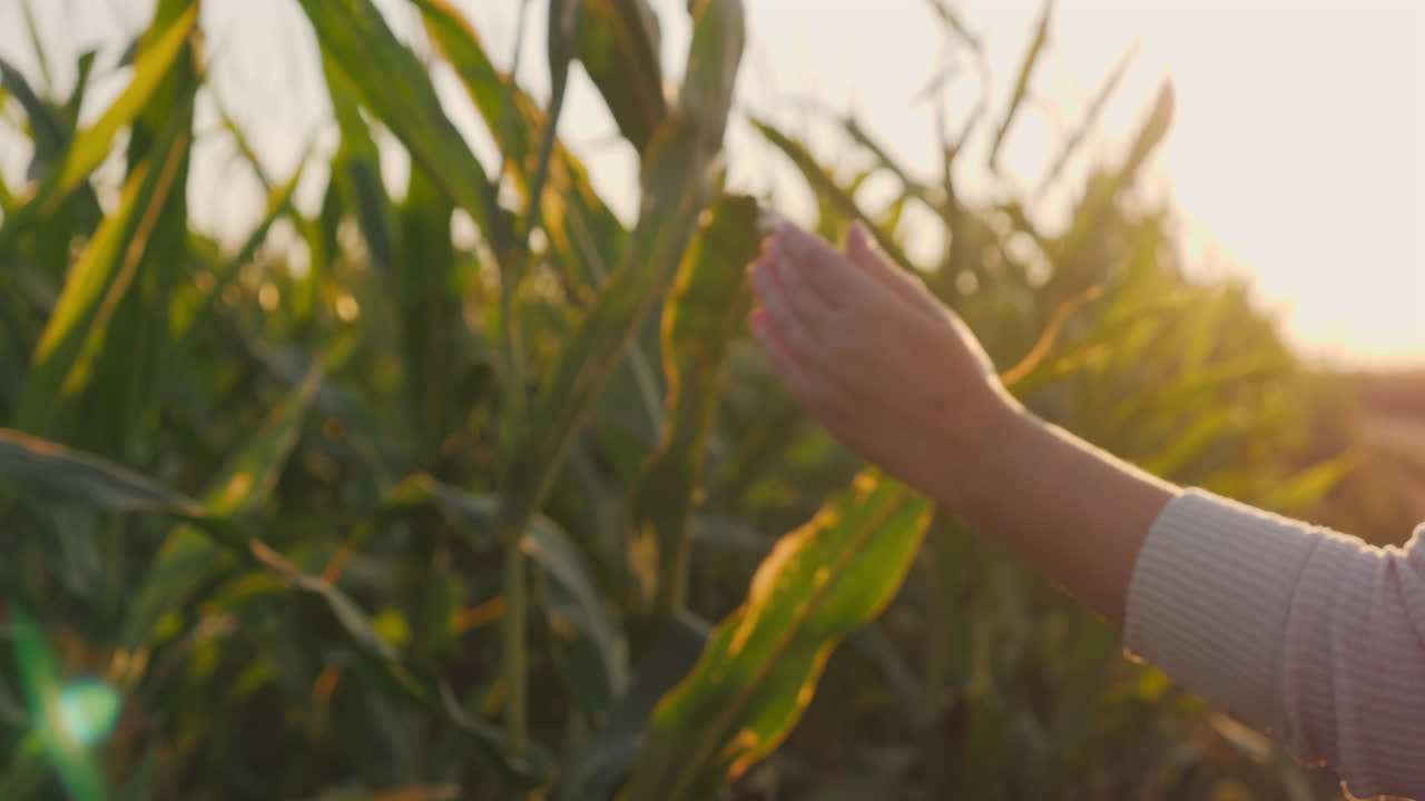 la mano tocando la hoja de maíz en un campo al atardecer
