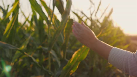 hand touching corn leaf in a field at sunset