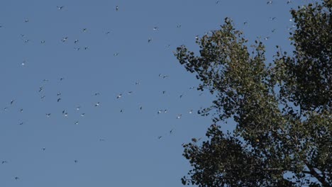 Eine-Riesige-Herde-Von-Möwen,-Die-In-Der-Ferne-Mit-Einem-Baum-Im-Vordergrund-Fliegen