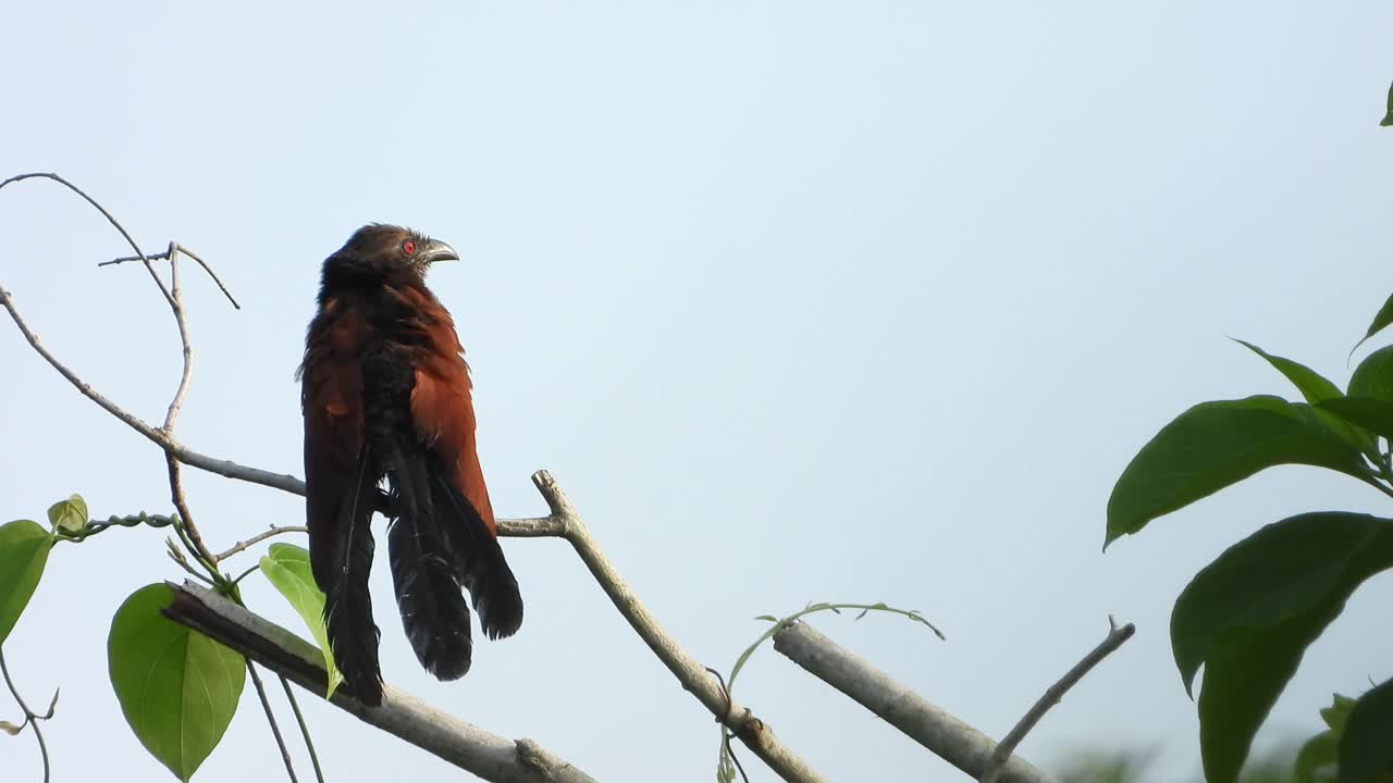 gran coucal en el árbol escalofriante al amanecer uhd mp4 4k video