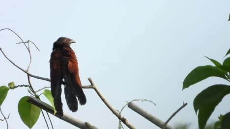 Größeres-Coucal-Im-Baum,-Chillen-Bei-Sonnenaufgang,-UHD-MP4-4K-Video