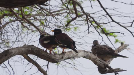 Ein-Paar-Myna--Oder-Mynah-Vögel-Hüpfen-Von-Einem-Ast,-Auf-Dem-Sie-Saßen,-Und-Lassen-Eine-Gefleckte-Taube-Zurück,-Die-Sich-Fragt,-Wohin-Sie-Auf-Oahu-Hawaii-Gegangen-Sind