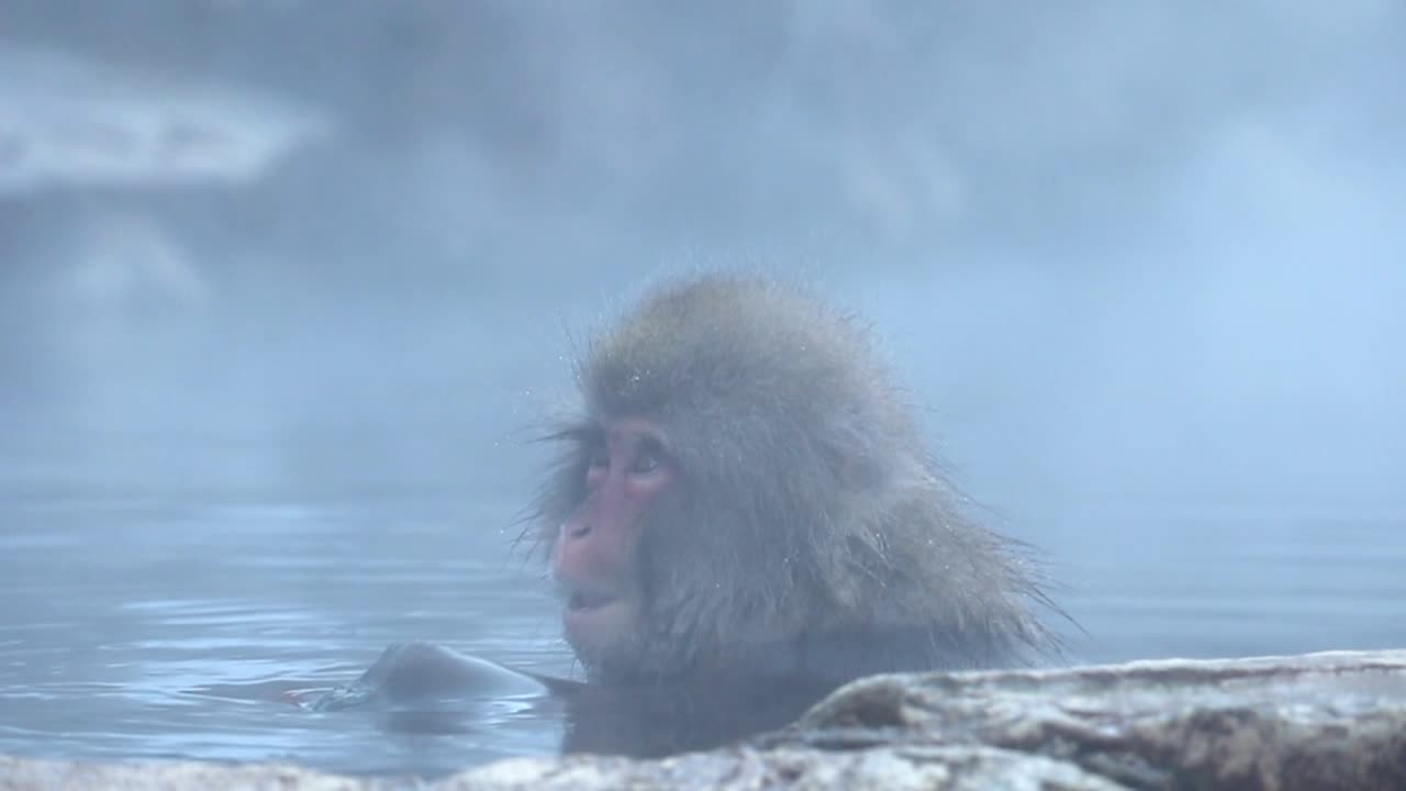 Japansk sneabe der bader i varm kilde i Jigokudani Park i Nagano