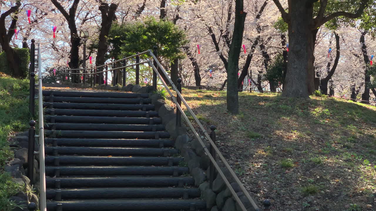 senderos aislados del parque asukayama con flores de cerezo fucsia, lámparas de papel y una escalera de piedra en el frente